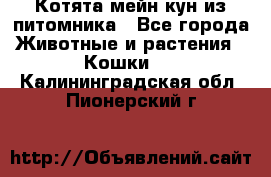 Котята мейн-кун из питомника - Все города Животные и растения » Кошки   . Калининградская обл.,Пионерский г.